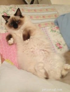 Meet Sky: This Month’s Adorable Ragdoll Kitten