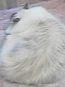 Raw Food Diets for Cats with IBD: A Caregiver’s Guide