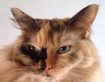 Meet Luna: The Charming Ragdoll Cat of the Week