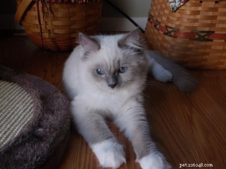 Meet Jazz: The Beloved Ragdoll Kitten of the Month