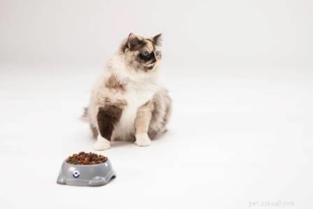Meet Luna: The Charming Ragdoll Cat of the Week