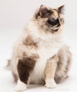 Meet Luna: The Charming Ragdoll Cat of the Week