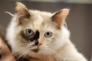 Meet Luna: The Charming Ragdoll Cat of the Week
