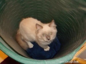 Meet Jazz: The Beloved Ragdoll Kitten of the Month