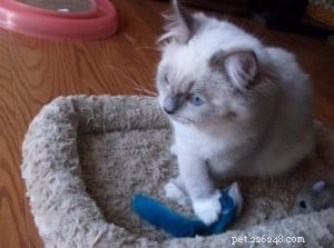 Meet Jazz: The Beloved Ragdoll Kitten of the Month