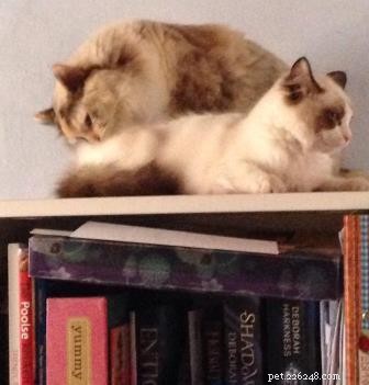 Meet Luna: The Charming Ragdoll Cat of the Week