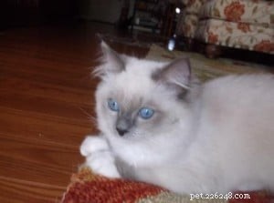 Meet Jazz: The Beloved Ragdoll Kitten of the Month