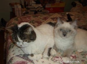 Meet Jazz: The Beloved Ragdoll Kitten of the Month