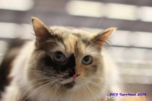 Meet Luna: The Charming Ragdoll Cat of the Week