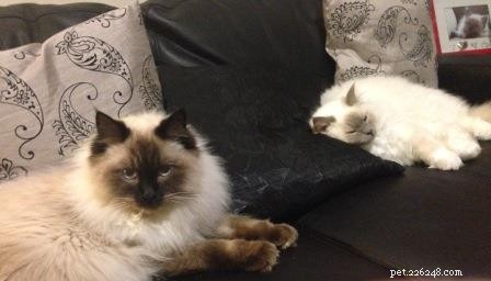 Leo, Ragdoll of the Week – Celebrating a First Birthday