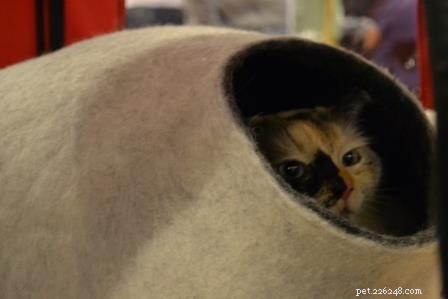 Meet Luna: The Charming Ragdoll Cat of the Week