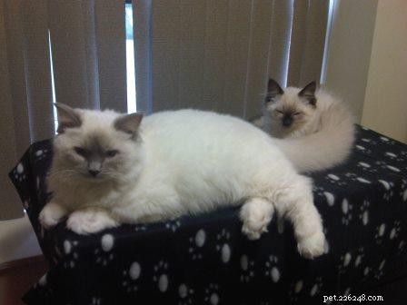 Leo, Ragdoll of the Week – Celebrating a First Birthday