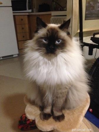 Leo, Ragdoll of the Week – Celebrating a First Birthday