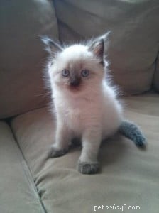 Leo, Ragdoll of the Week – Celebrating a First Birthday