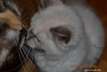 Meet Luna: The Charming Ragdoll Cat of the Week