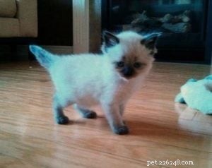 Leo, Ragdoll of the Week – Celebrating a First Birthday