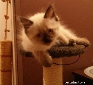 Leo, Ragdoll of the Week – Celebrating a First Birthday