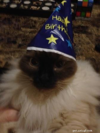 Leo, Ragdoll of the Week – Celebrating a First Birthday