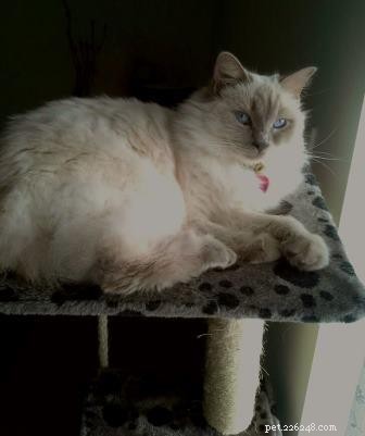 Ava: The Ragdoll That Brightens My Days