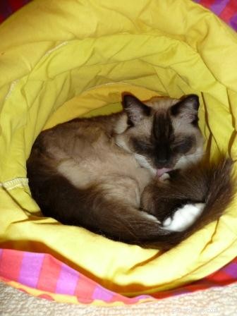 Cleaning Chemicals and Cats: Safe Choices & Why They Matter