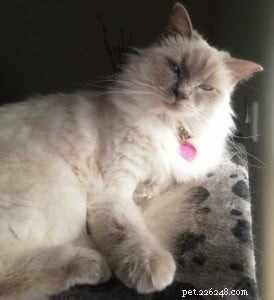 Ava: The Ragdoll That Brightens My Days