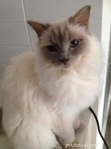 Ava: The Ragdoll That Brightens My Days