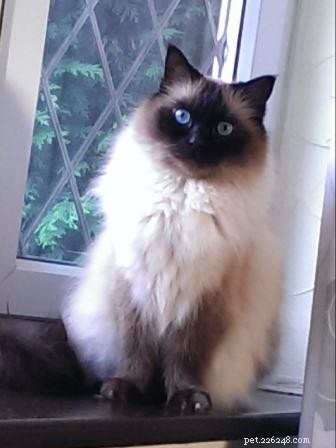 Mozart s Tale: How a Ragdoll Kitten Became the Heart of a Home