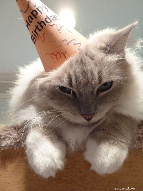 Celebrating Trigg’s 5th Birthday: A Journey of Love & Growth