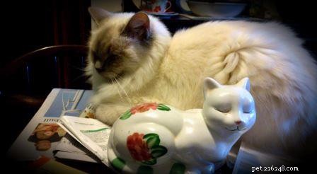 Ava: The Ragdoll That Brightens My Days
