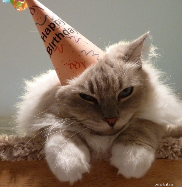 Celebrating Trigg’s 5th Birthday: A Journey of Love & Growth