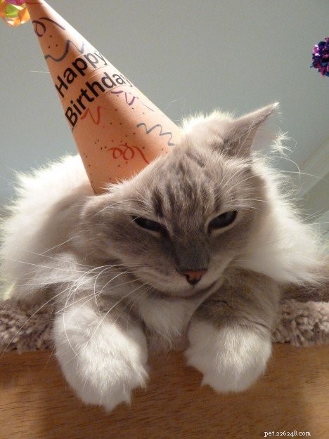 Celebrating Trigg’s 5th Birthday: A Journey of Love & Growth
