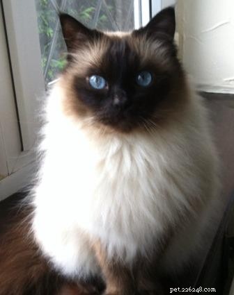 Mozart s Tale: How a Ragdoll Kitten Became the Heart of a Home