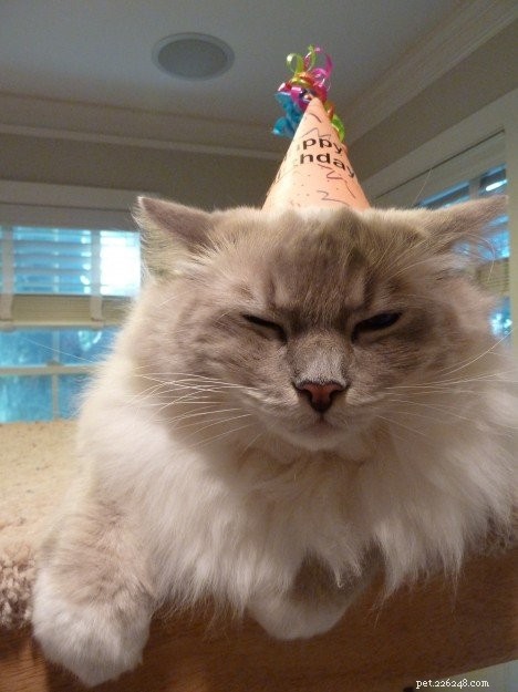 Celebrating Trigg’s 5th Birthday: A Journey of Love & Growth