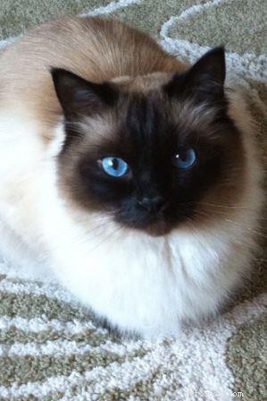 Mozart s Tale: How a Ragdoll Kitten Became the Heart of a Home