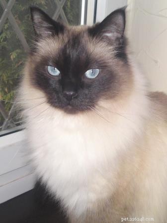 Mozart s Tale: How a Ragdoll Kitten Became the Heart of a Home