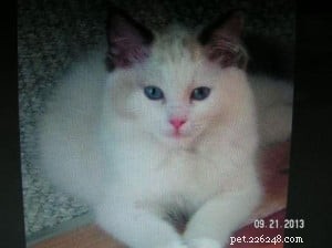 Meet Miah: Ragdoll Kitten of the Month