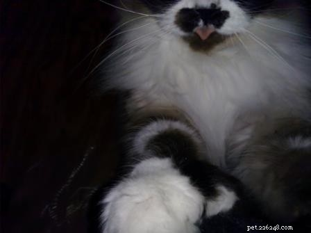 Meet Mario: The Energetic Ragdoll Who Found His Forever Home