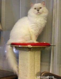 Loki – Celebrated Ragdoll of the Week