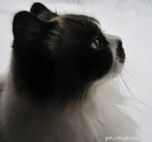 Meet Mario: The Energetic Ragdoll Who Found His Forever Home