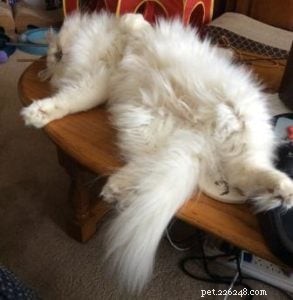 Loki – Celebrated Ragdoll of the Week
