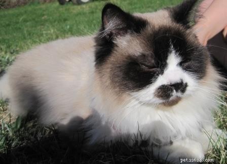 Meet Mario: The Energetic Ragdoll Who Found His Forever Home