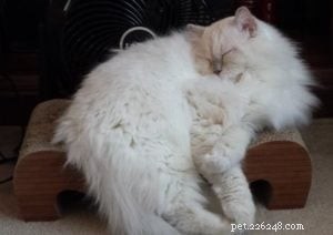 Loki – Celebrated Ragdoll of the Week