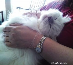 Loki – Celebrated Ragdoll of the Week