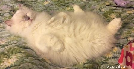 Loki – Celebrated Ragdoll of the Week