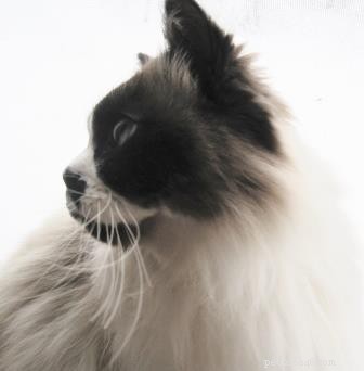 Meet Mario: The Energetic Ragdoll Who Found His Forever Home