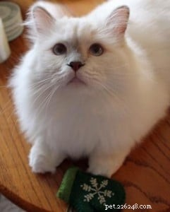 Loki – Celebrated Ragdoll of the Week