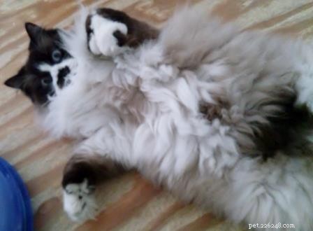 Meet Mario: The Energetic Ragdoll Who Found His Forever Home