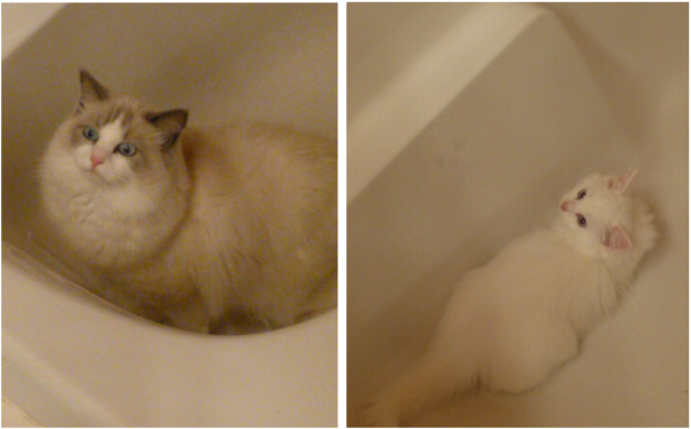 Adorable Ragdoll Cats Enjoying Bathtime: A Collection of Heartwarming Photos