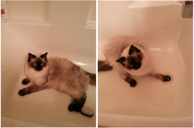 Adorable Ragdoll Cats Enjoying Bathtime: A Collection of Heartwarming Photos