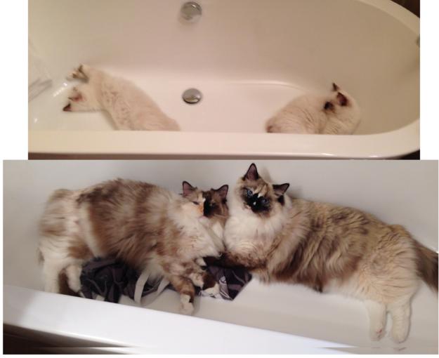 Adorable Ragdoll Cats Enjoying Bathtime: A Collection of Heartwarming Photos